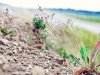 Hotarul_urmasilor_2014_005